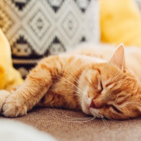 We welcome your pet family a cat sleeping on a couch