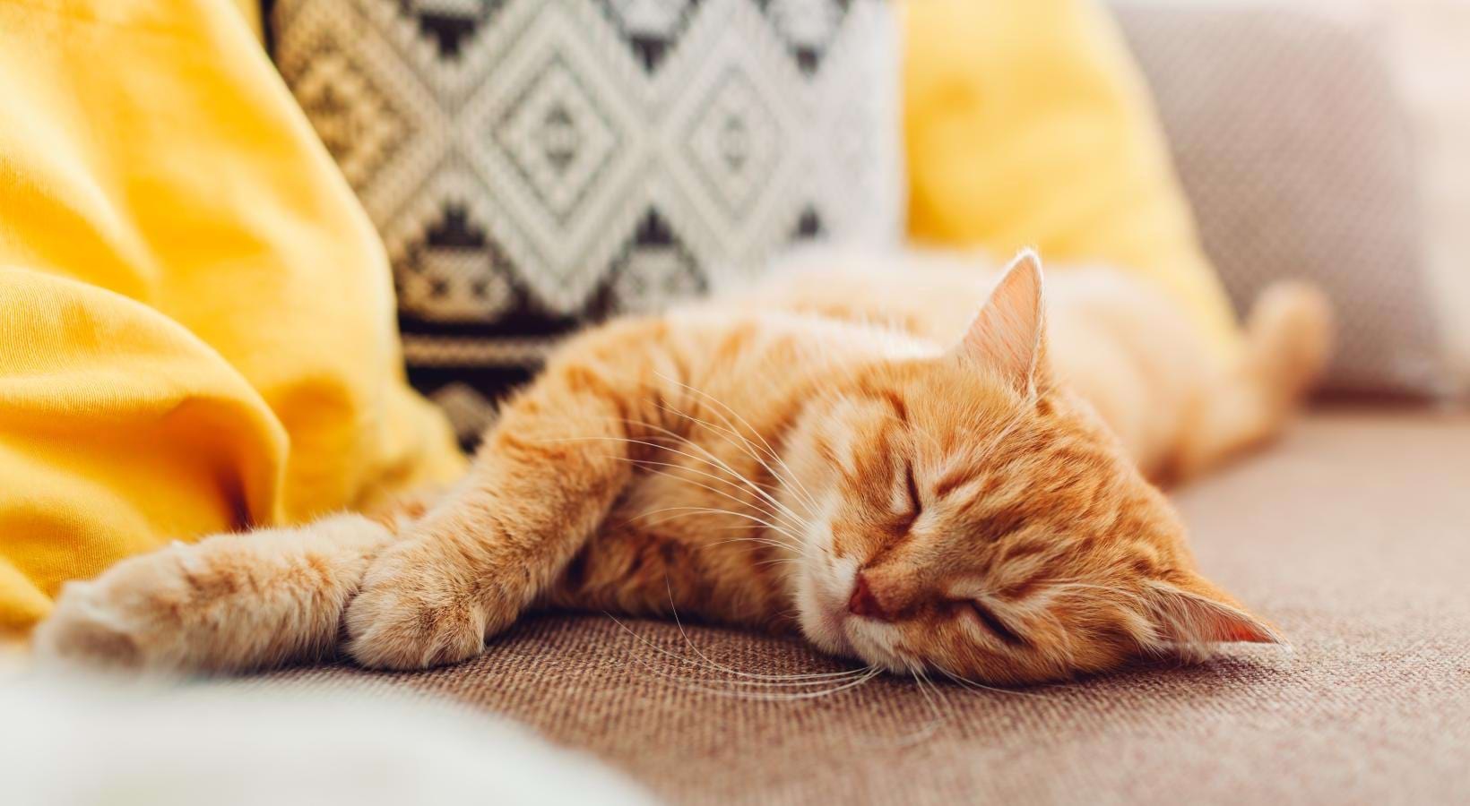 We welcome your pet family a cat sleeping on a couch