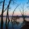 trees in a lake with a sunset