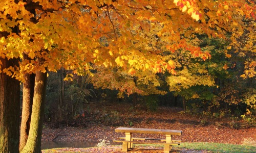 a park bench in the middle of a park